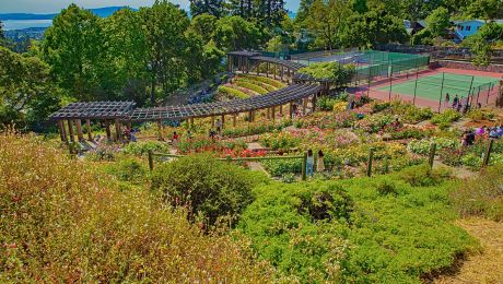その他 - Rose Garden - Berkeley Rose Garden Park | City of Berkeley